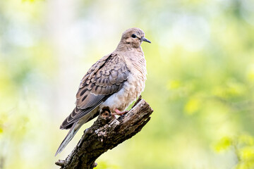 Mourning Dove on Branch