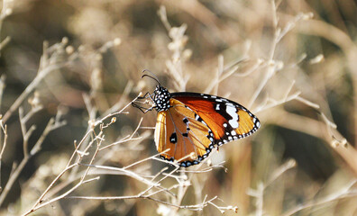 butterfly on the ground