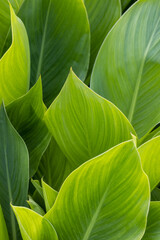 canna green leaves background - obrazy, fototapety, plakaty