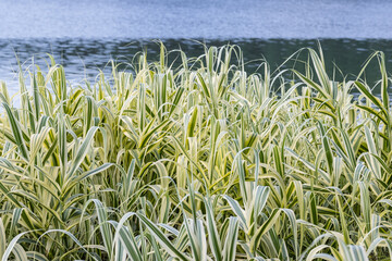giant reed or arundo donax in summer by lake