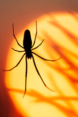 Vertical macro photography of a single black silhouette of a spider on his unvisible thin web against magenta sunset sky with blurred yellow round of sun