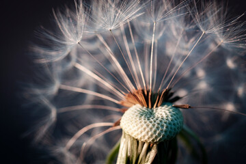 Macro photo of a mature dandelion flower head with numerous of seed with white fluffy pappuses