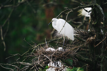 Egret breeds the next generation on the tree