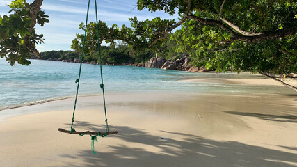 beach with palm trees