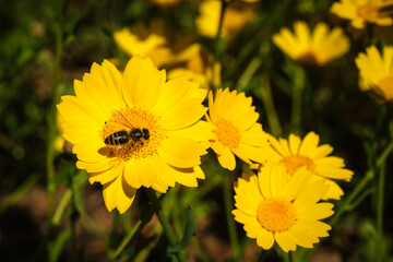 Honey bee on yellow flower