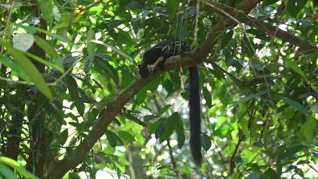 Black Giant Squirrel, Ratufa bicolor, Kaeng Krachan National Park, Thailand; an individual seen just resting up high on a branch in the forest, tail down, windy forest afternoon.