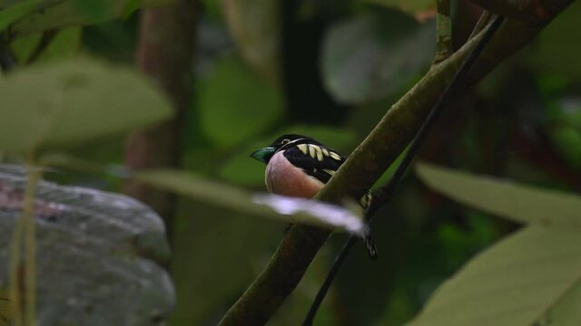 Black-and-yellow Broadbill, Eurylaimus ochromalus, Kaeng Krachan, Thailand; perched on a diagonal branch and covered partially within the forest, looks forward and down then puffs its feathers out.