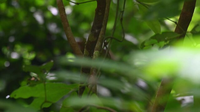 Black-and-yellow Broadbill, Eurylaimus ochromalus, Kaeng Krachan National Park; partially covered by a branch within the foliage, looks around then flies away towards the right of the frame.