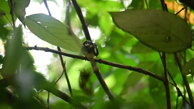 Black-and-yellow Broadbill, Eurylaimus ochromalus, a fledgling in Kaeng Krachan National Park, Thailand; seen chirping and calling, shakes its feathers then hops around to face to the right.