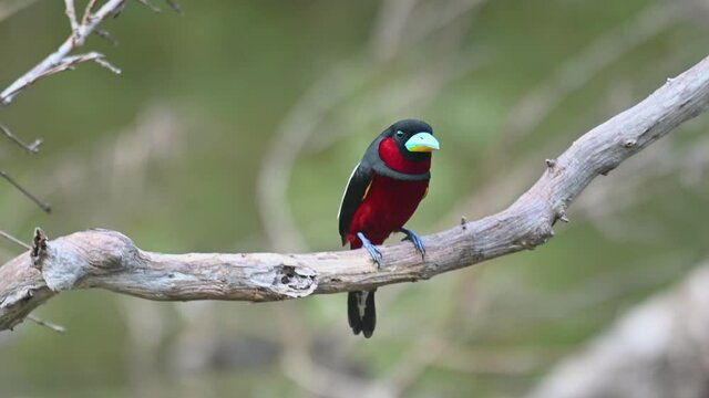 Black-and-red Broadbill, Cymbirhynchus macrorhynchos, Kaeng Krachan, Thailand;  a branch in the middle of the lake, an individual arrives to perch making the branch move then faces to the left.