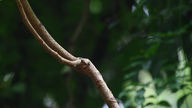 Black-and-yellow Broadbill, Eurylaimus ochromalus, Kaeng Krachan National Park; seen perched on a diagonal branch facing to wards the back, turns around, then flies away upwards to the right.