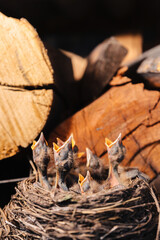Thrush nest. Bird's nest in the woodshed. Newborn chicks blackbird. Hungry chicks look up and open their beaks and cry.