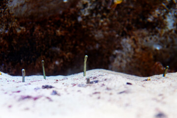 チンアナゴたち