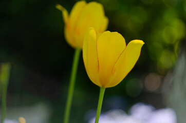 Yellow tulip flower bloom on background of blurry red tulips flowers