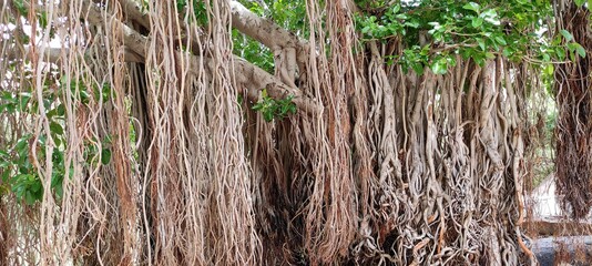 Highest roots tree beautiful Bagrownd image