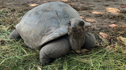 Fototapeta premium turtle on grass