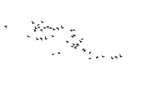 Flying birds. Vector images. White backgorund.