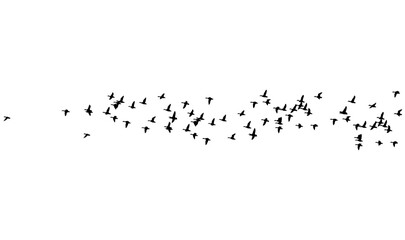 Flying birds. Vector images. White backgorund.