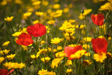 Poppies and wild flowers in Corsica