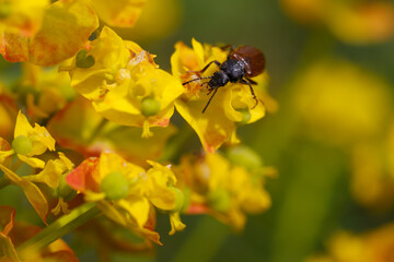 Naklejka premium Beetle on yellow flowers Mainz Germany
