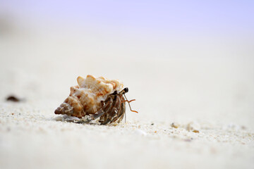 Hermit crab on the Beach in Phuket, Thailand.