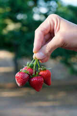 man with a bunch of strawberries in his hand