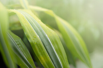 green background of tropical leaves with water drops and sun glare