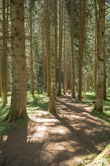 Waldweg unterhalb des Dorfes Blatten, Goms, Kanton Wallis, Schweiz