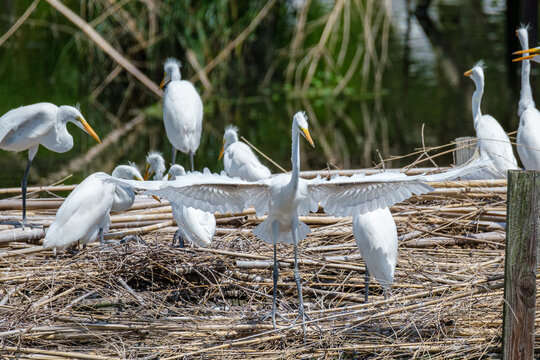 White Egret Gives Full Display of Wings in Front of Egret Rookery in South Louisiana, USA	