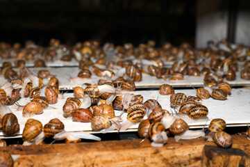 Many snails crawling on wooden table indoors