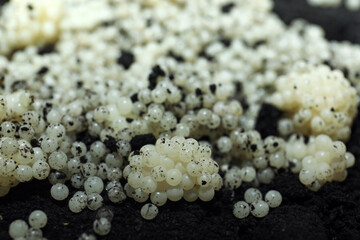 Many snail eggs on soil, closeup view
