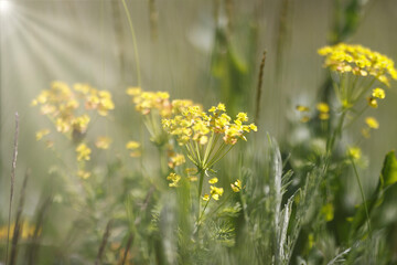 trees and flowers in nature reserve Gonsenheimer Sand Germany