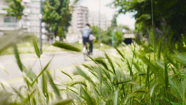 v&eacute;lo, piste cyclable, bicyclette, deux roue, skate, &eacute;t&eacute;, grenoble, nature, fleure, beau temps, ligne jaune, dessin v&eacute;lo, route, asphalte, autoroute, ligne, rue, voie, voyage, ciel, gazon, vert, paysag