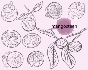 Mangosteen sketch set vector. Asian fruits, whole and halves, on a branch. Collection of exotic tropical garcinia fruits. Hand drawing. - obrazy, fototapety, plakaty