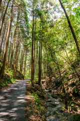 木漏れ日の射す林道
