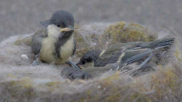 Baby Blue Tits Nesting