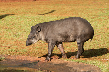 A anta, Tapirus terrestris, é o maior mamífero terrestre do Brasil