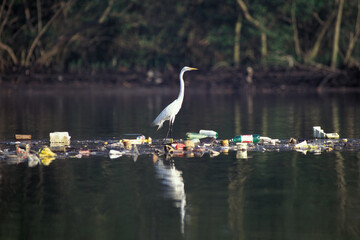 Garça pousada sobre ilha de lixo em Cubatão, São Paulo, Brasil