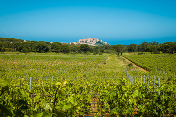 Fototapeta na wymiar Citadel of Calvi and vineyard in Corsica
