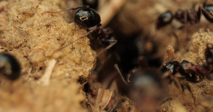 Colony of ants moving by nest inside soil, macro shot, closeup insects