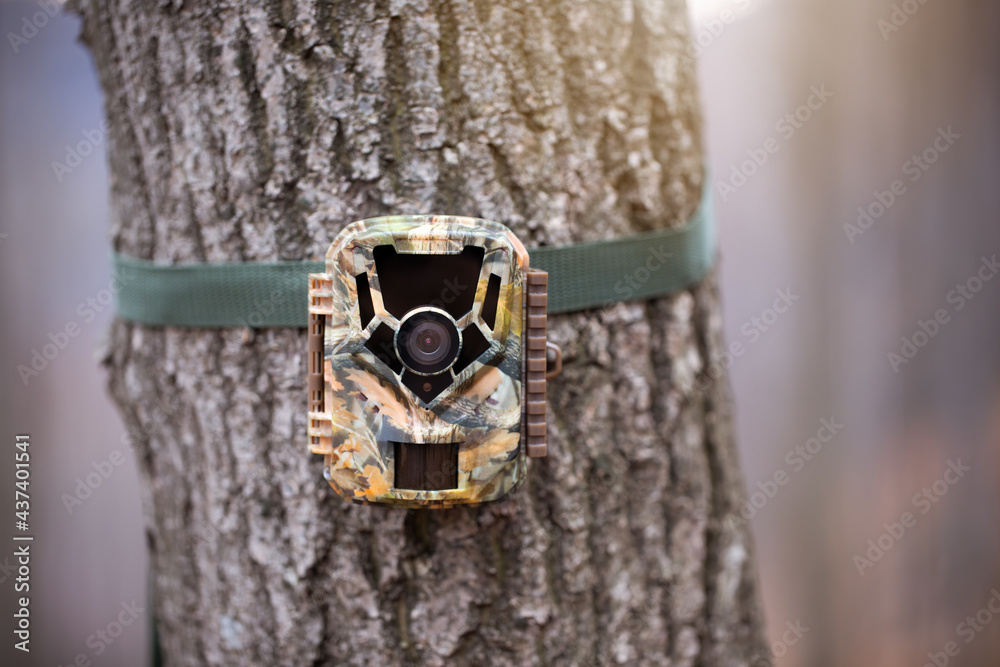 Wall mural trail camera for wildlife monitoring attached to a tree with green strap. hidden digital trap with m