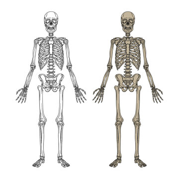 Human skeleton hand drawn vector illustrations set. Part of human skeleton graphic.