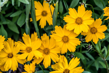 Yellow Coreopsis Largeflower tickseed 