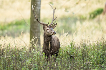 Surprised red deer, cervus elaphus, stag looking in forest with green undergrowth. Male mammal with...