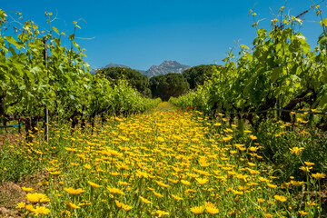 Fototapeta na wymiar Wild flowers in between vines in Corsica