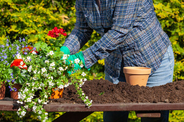 The gardener replaces flowers into pots with fresh soil.