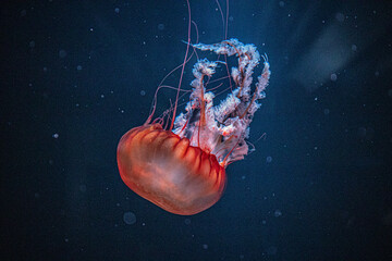 jellyfish in the sea © 貫浩 尹