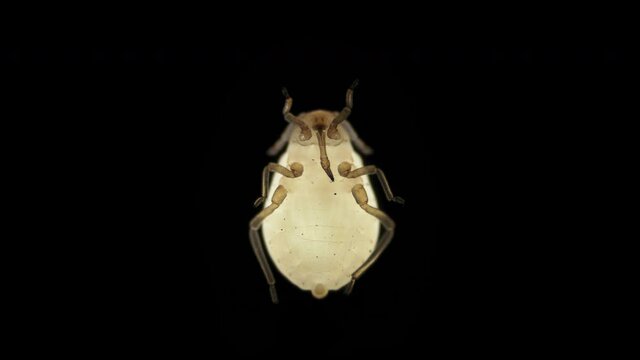 Aphid under a microscope, order Hemiptera, an insect living on leaves of trees and shrubs, feeds on plant sap, many are dangerous pests of cultivated plants