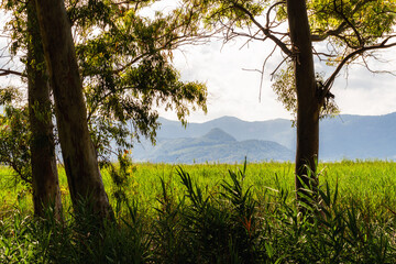 Landscape of the Mediterranean wetlands of Gandia, Valencia (Spain). 