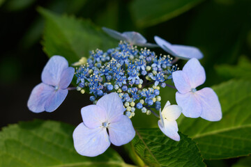 Hydrangea flower (light purple)